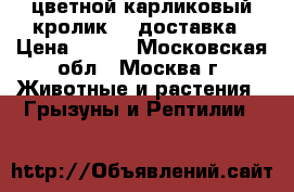 цветной карликовый кролик.   доставка › Цена ­ 500 - Московская обл., Москва г. Животные и растения » Грызуны и Рептилии   
